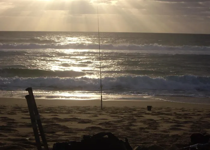 Salamandre Et Hippocampe Lanton